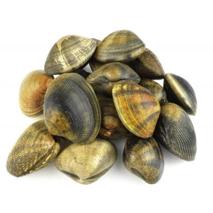 almeja gallega japónica