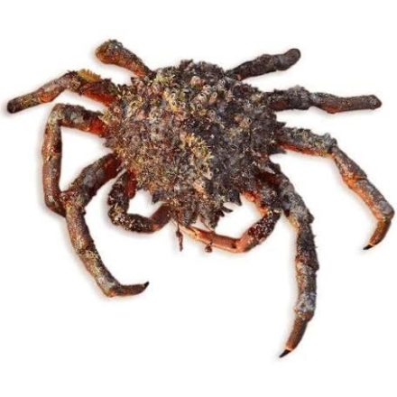 centolla gallega atlántica