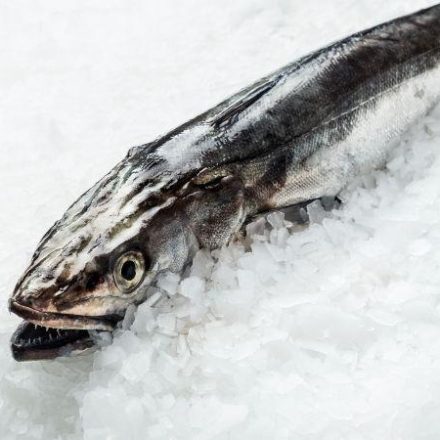 Merluza gallega fresca