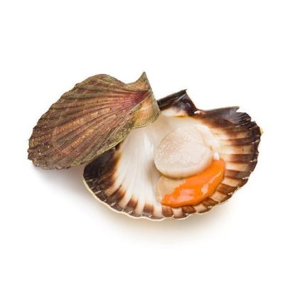 vieira gallega congelada