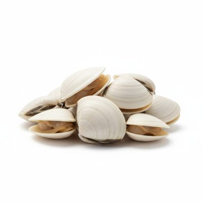 almejas blancas de galicia, sobre fondo blanco, donde se aprecia la calidad y la textura