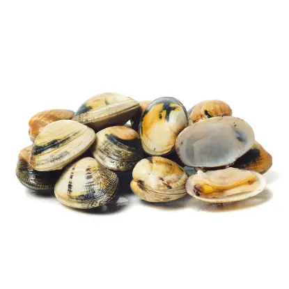 Almeja Babosa Gallega