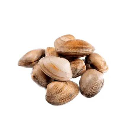 Almeja gallega fina