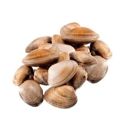 Almeja fina gallega pequeña