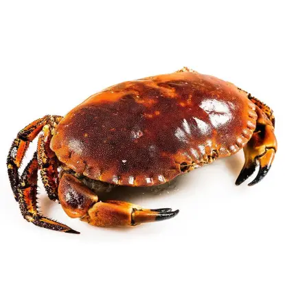 Buey de mar Atlántico pequeño