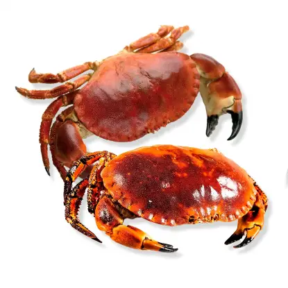 Buey de Mar gallego de Batea