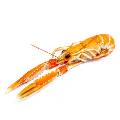 Cigalas gallegas de Marín