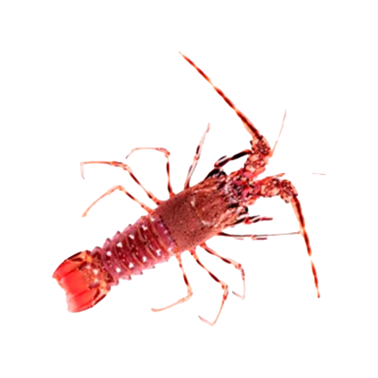 langosta gallega