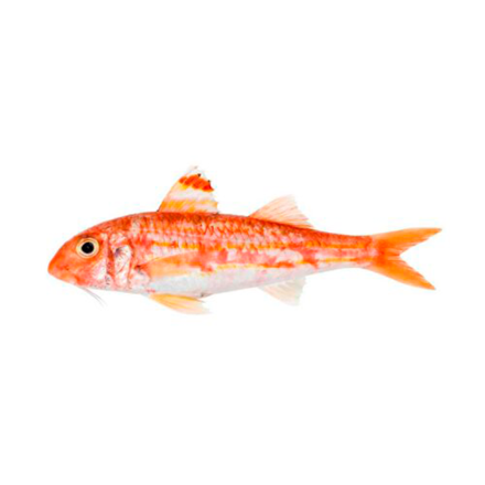 Salmonete Gallego