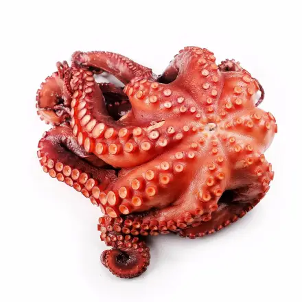Pulpo cocido online listo para disfrutar desde Galicia