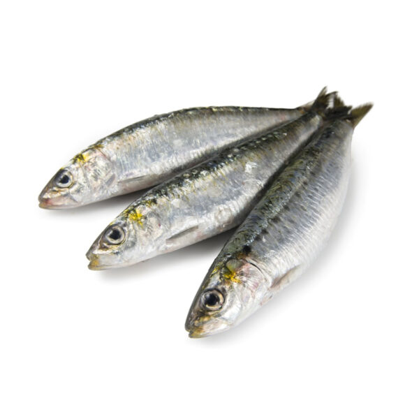 comprar sardinas gallegas online