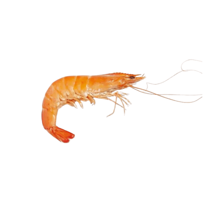 langosta cocida