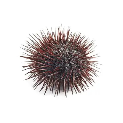 erizo de mar gallego