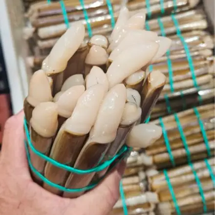 navajas gallegas