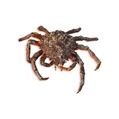 Centollo Gallego Atlántico