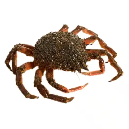 centolla gallega de la Ría