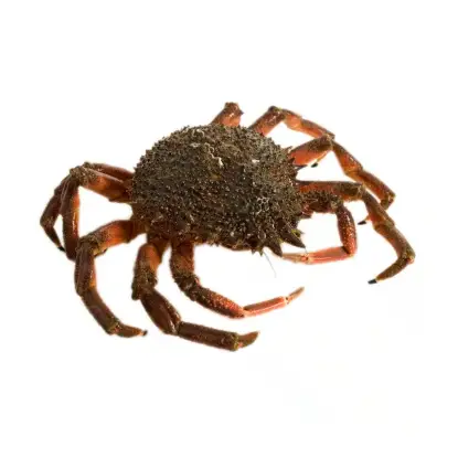 Centollo Gallego de la Ría