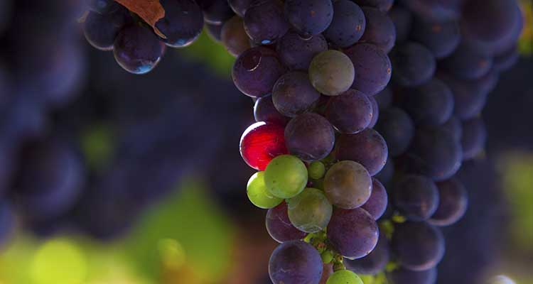 comprar vinos gallegos online
