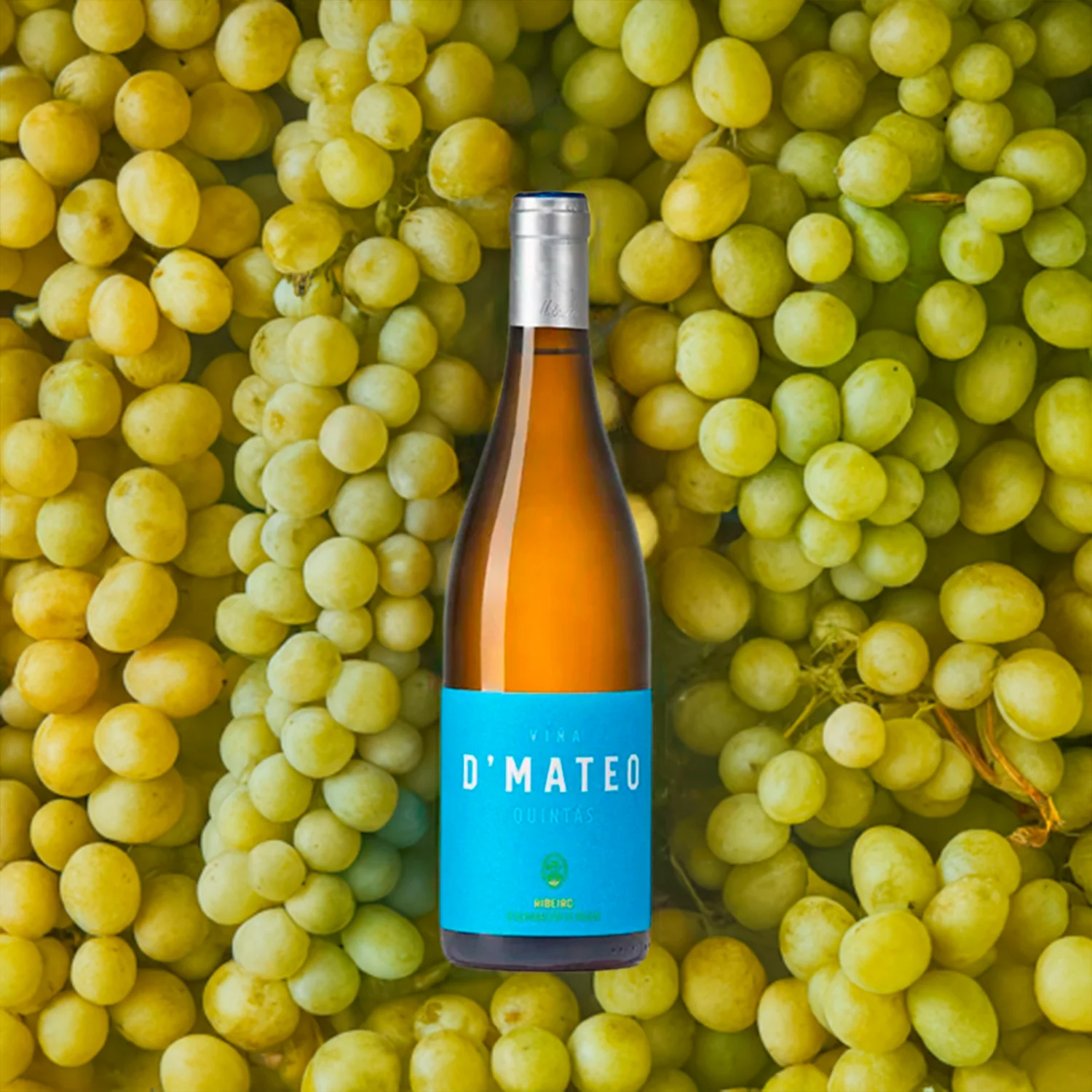 vino D' Mateo Quintans online