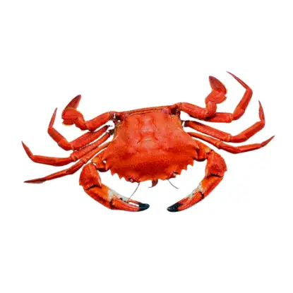 Nécora Gallega de la Ría