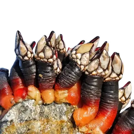Percebes