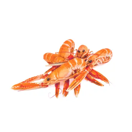 Cigalas gallegas