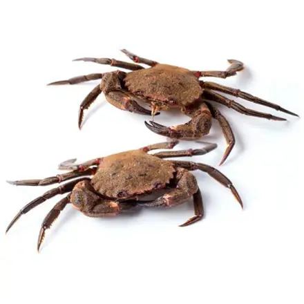 nécora gallega