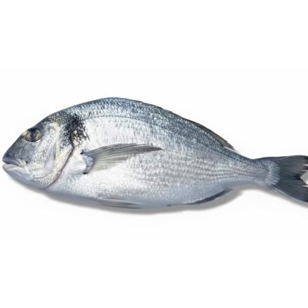Dorada gallega fresca fondo blanco